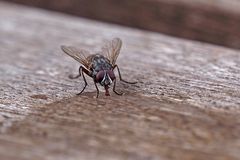 Auch Fliegen haben einen süßen Zahn!