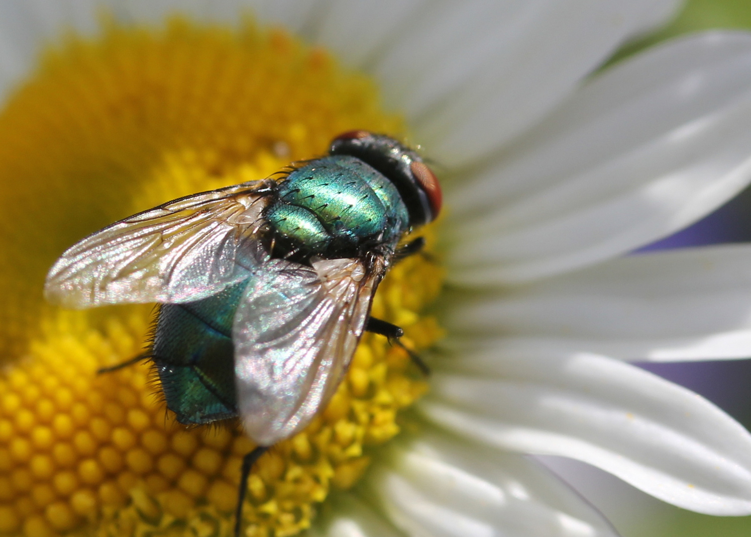 Auch Fliegen haben ihren Charme