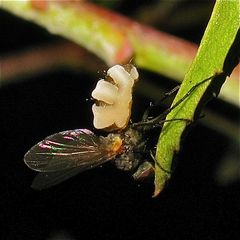 Auch Fliegen haben Krankheiten - hier eine ihrer häufigen Pilzerkrankungen.