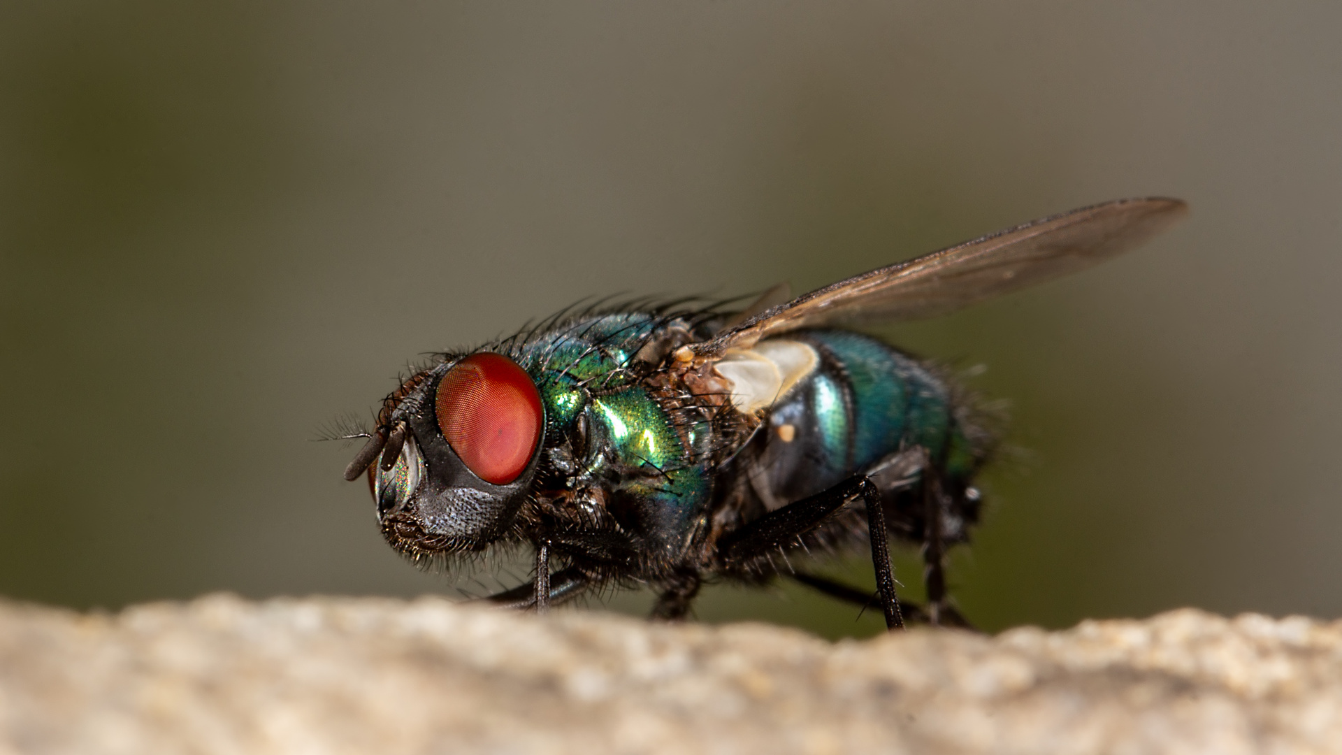 Auch Fliege(n) kann schön sein (1)