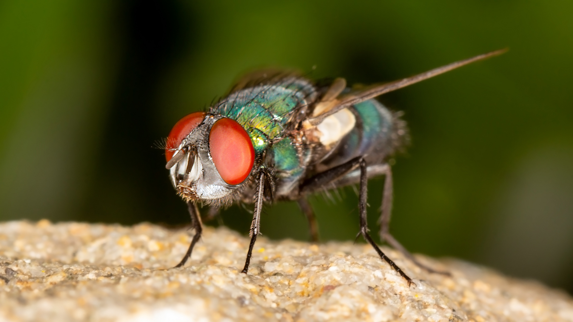 Auch Fliege(n) kann schön sein (2)