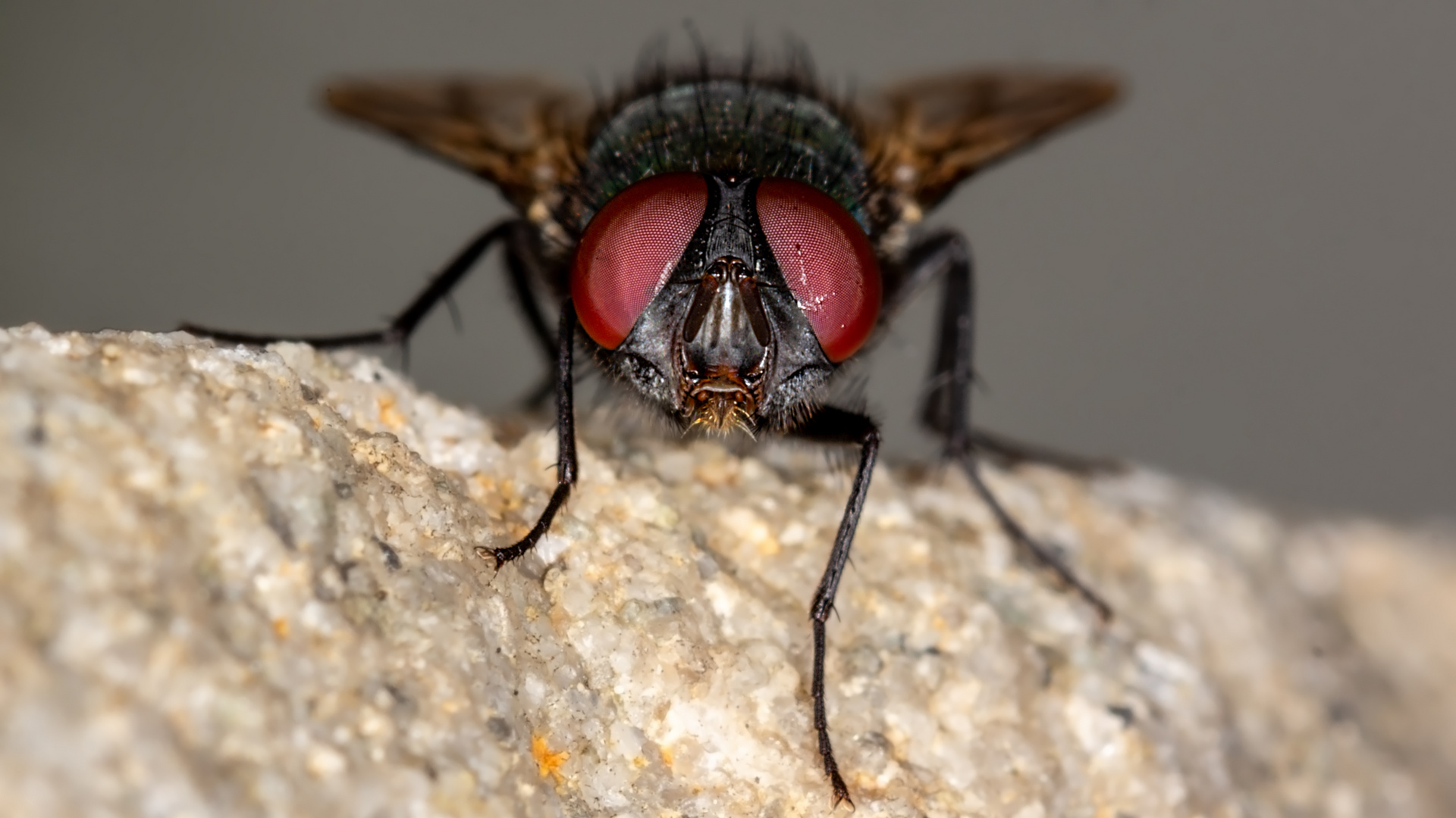 Auch Fliege(n) kann schön sein (3)