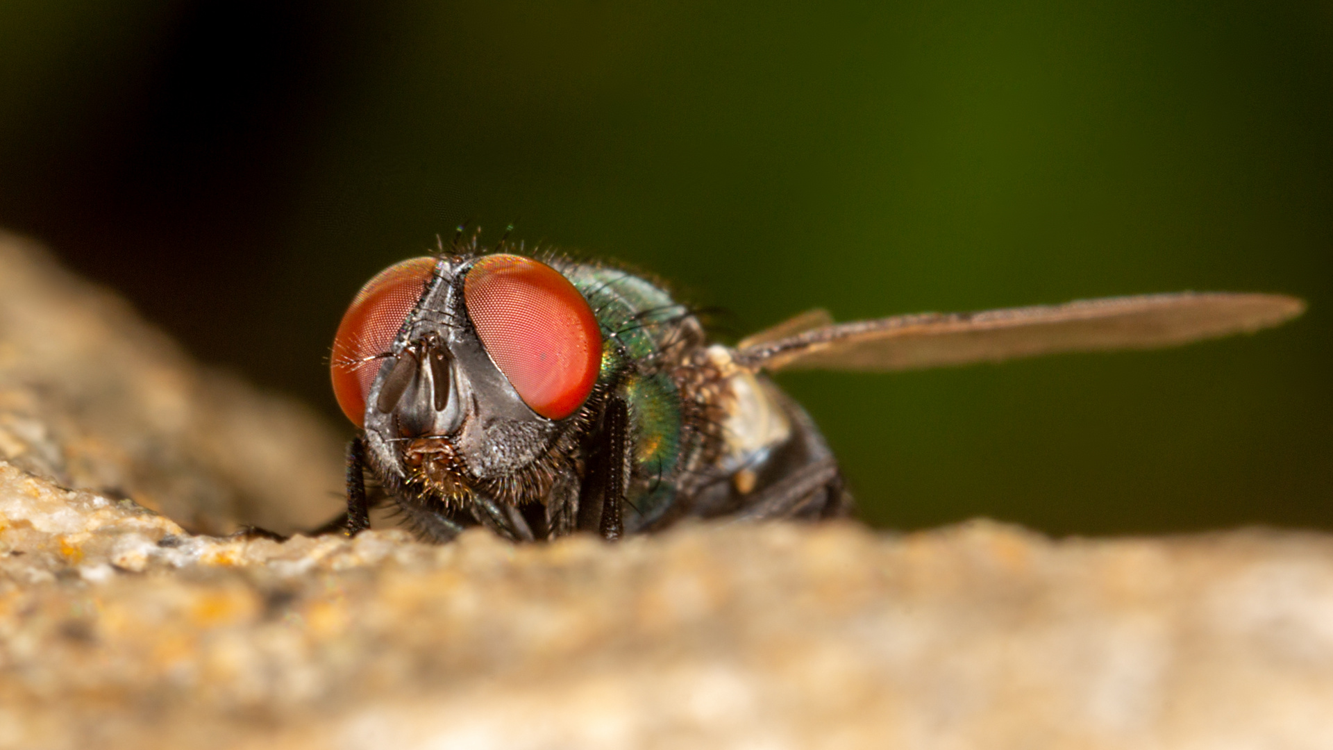 Auch Fliege(n) kann schön sein (4)