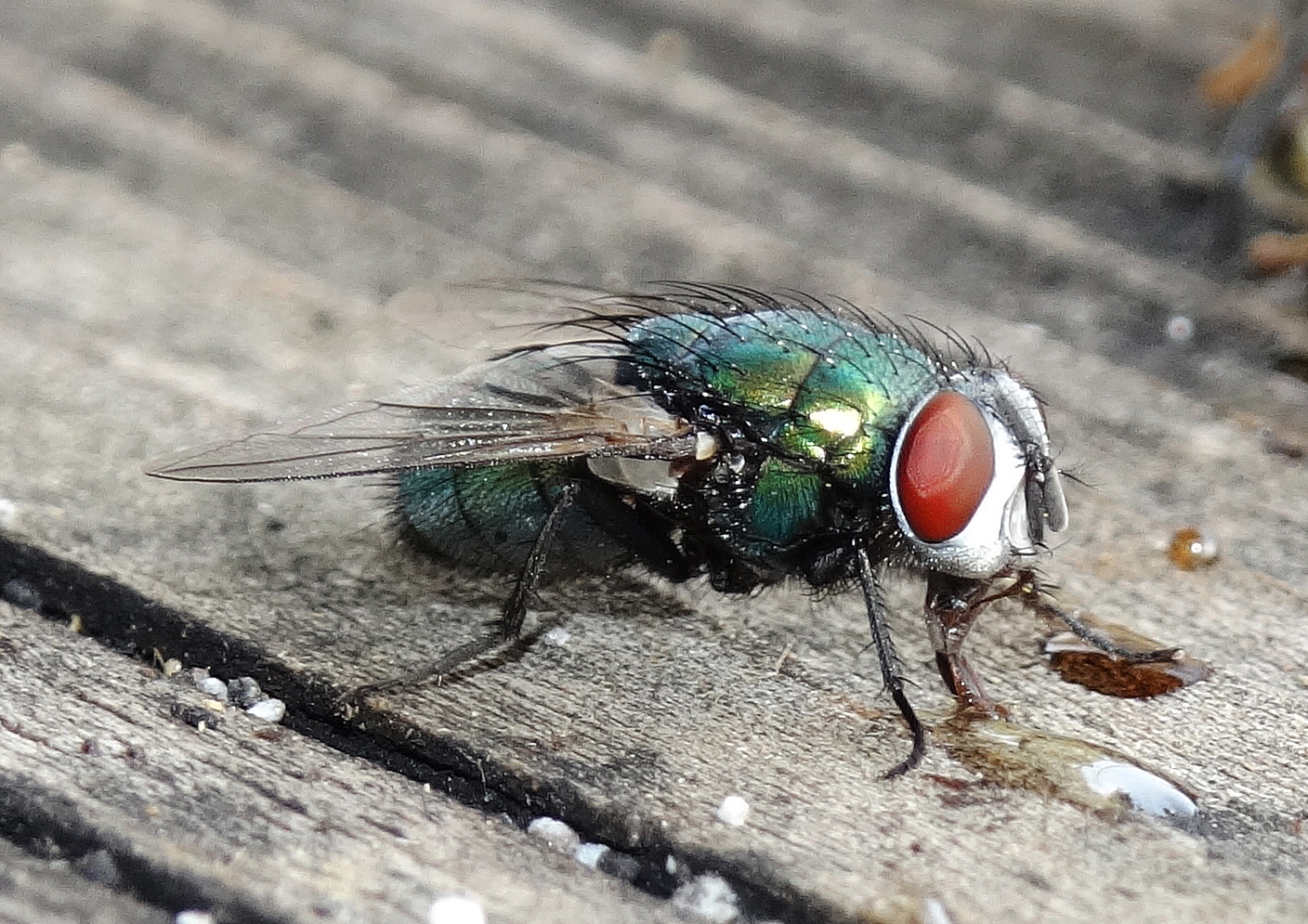 Auch Fliegen lieben  Honig !