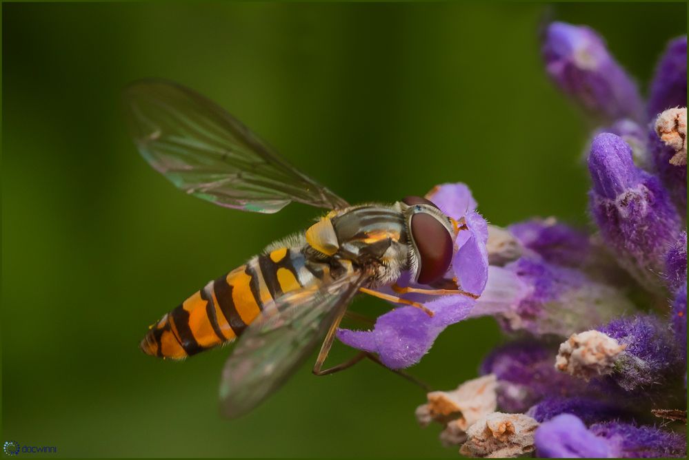 Auch Fliegen lieben Lavendel