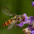 Auch Fliegen lieben Lavendel