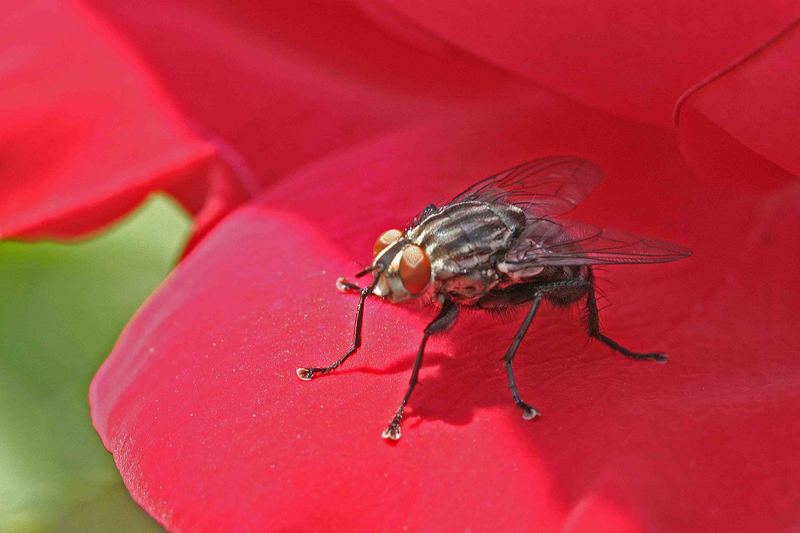 Auch Fliegen lieben Rosenduft