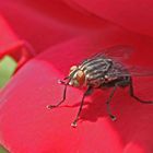 Auch Fliegen lieben Rosenduft