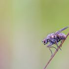 Auch Fliegen machen Morgens im Tau eine gute Figur