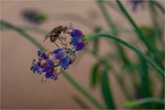 Auch Fliegen mögen den Lavendel