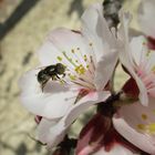  Auch Fliegen mögen Mandelblüten