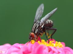 auch Fliegen mögen Nektar