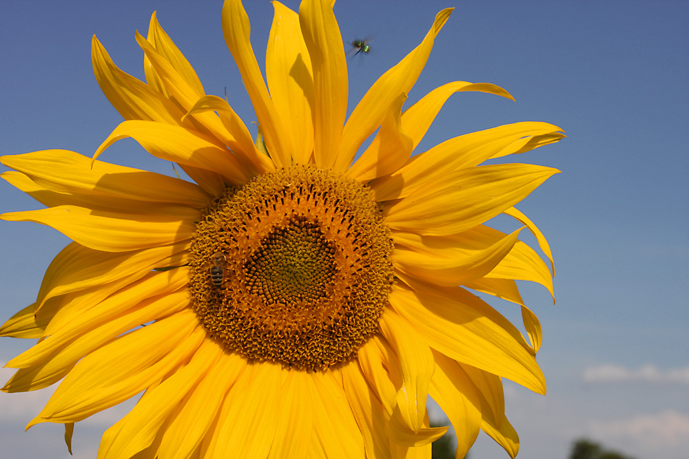 Auch Fliegen mögen Sonne!!!