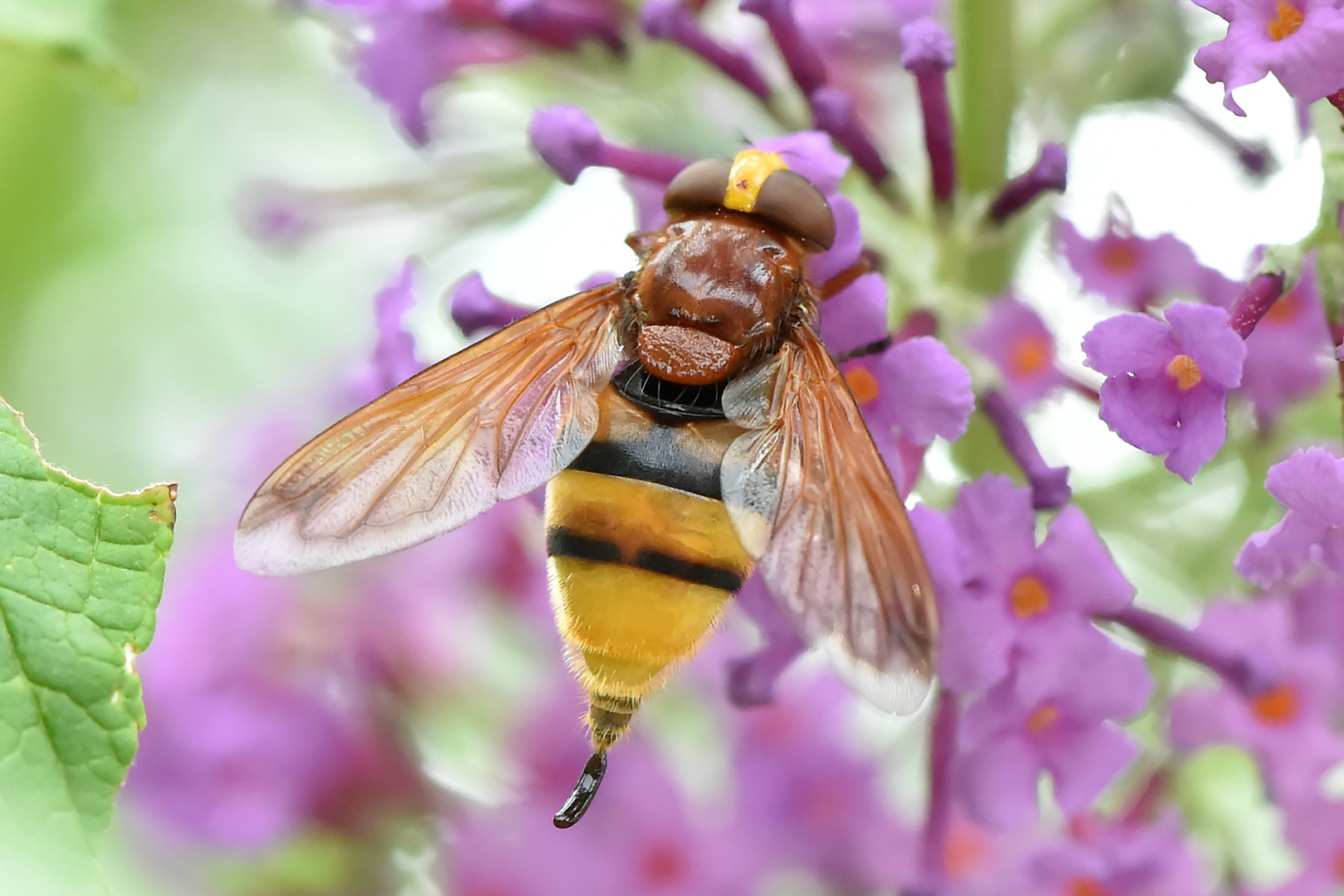 Auch Fliegen müssen mal