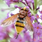 Auch Fliegen müssen mal