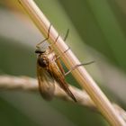 Auch Fliegen müssen mal abhängen