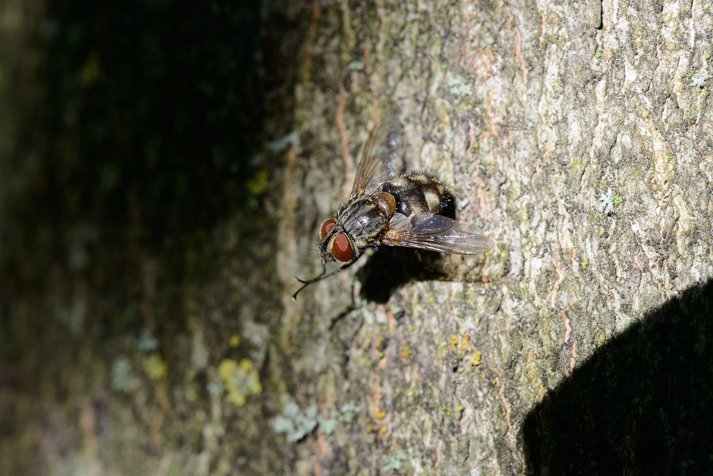 Auch Fliegen putzen sich