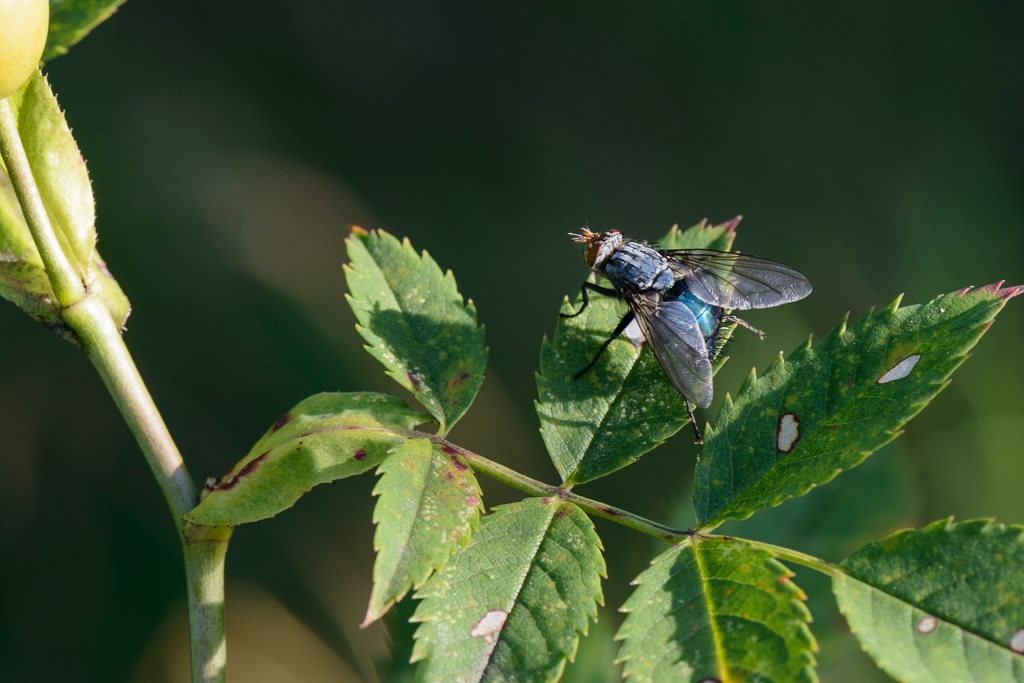 Auch Fliegen sind faszinierend