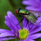 auch Fliegen stehen auf Blüten