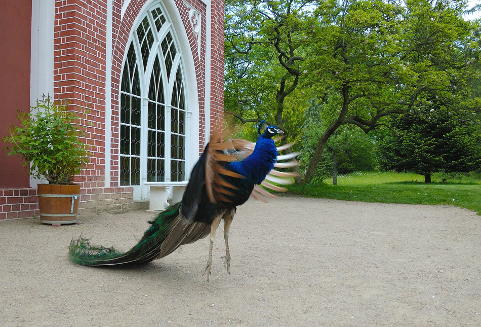 Auch fliegen will gelernt sein