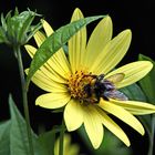 auch Fliegen wühlen im Nektar