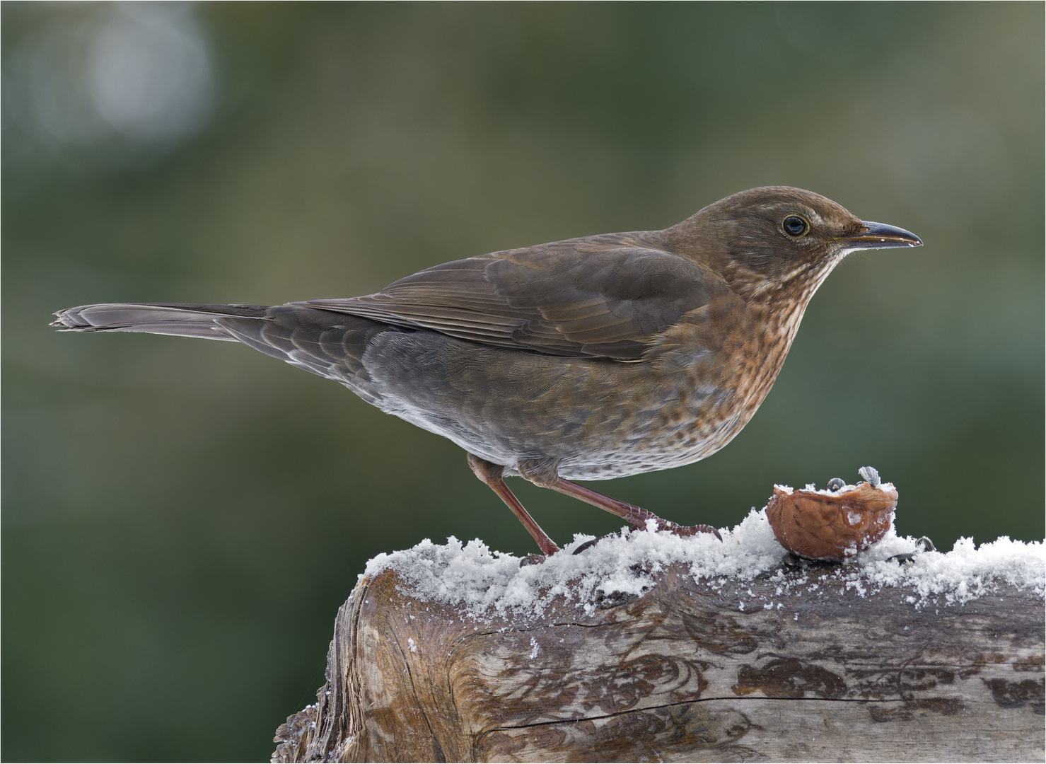 Auch Frau Amsel....