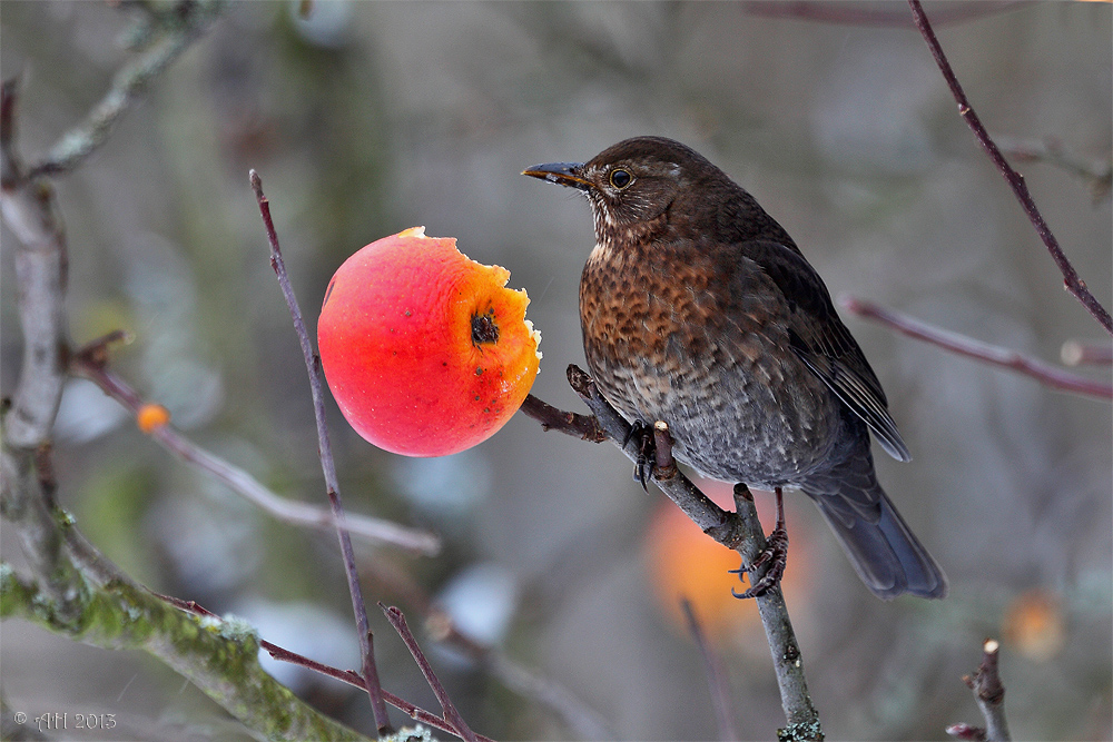 Auch Frau Amsel...