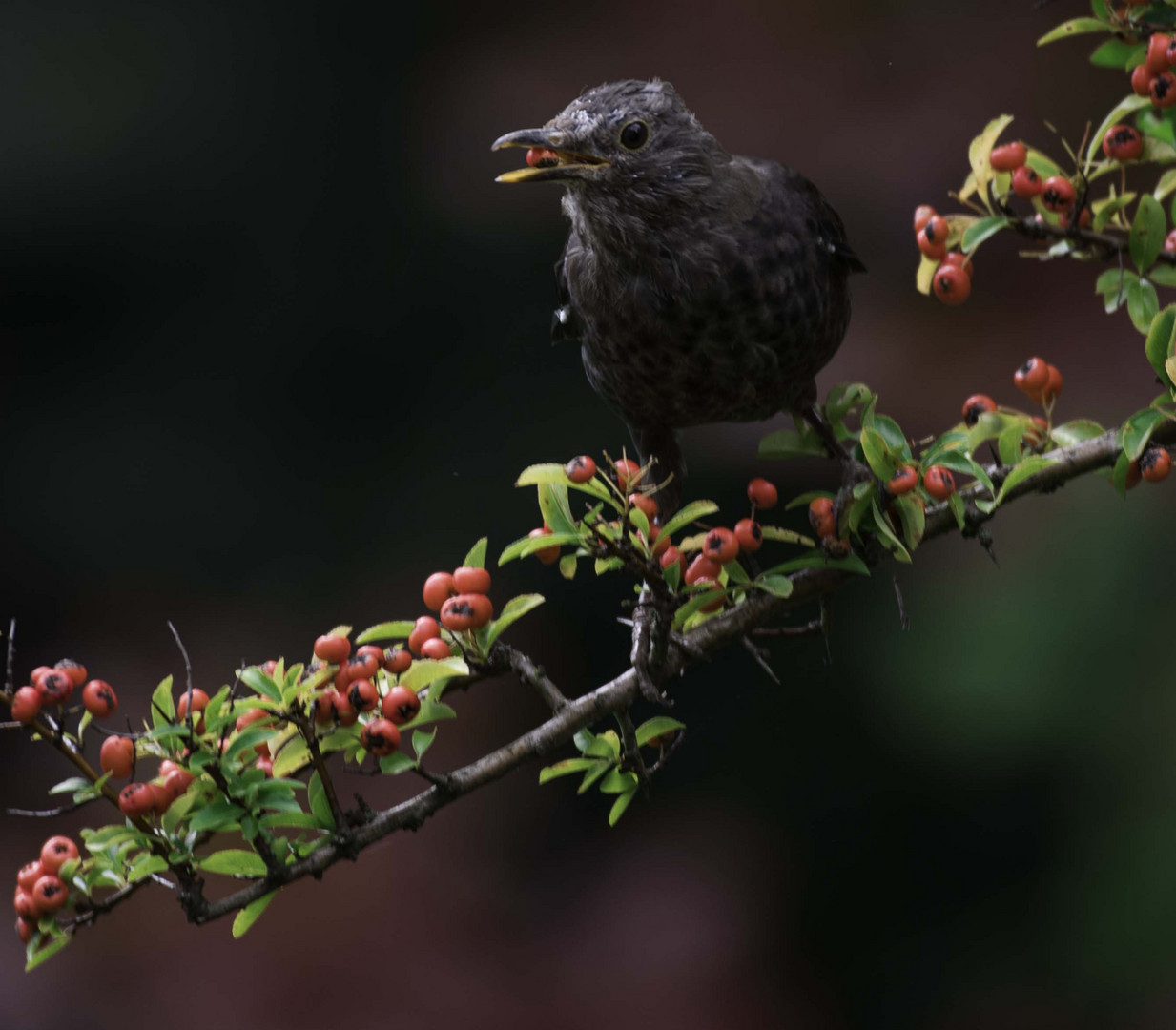  auch Frau Amsel sitzt im Feuerdorn