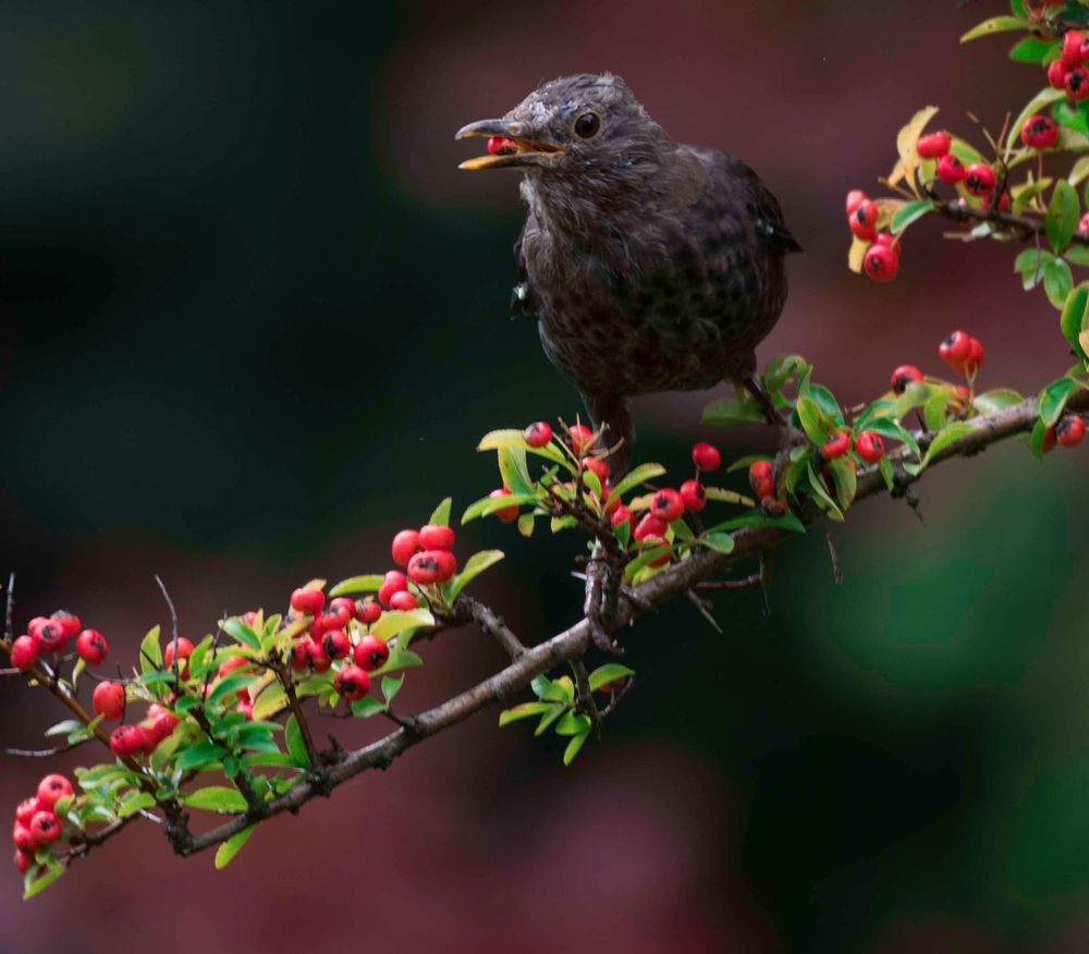  auch Frau Amsel sitzt im Feuerdorn