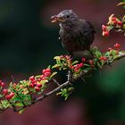  auch Frau Amsel sitzt im Feuerdorn