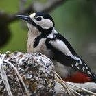 Auch Frau Specht schmeckts