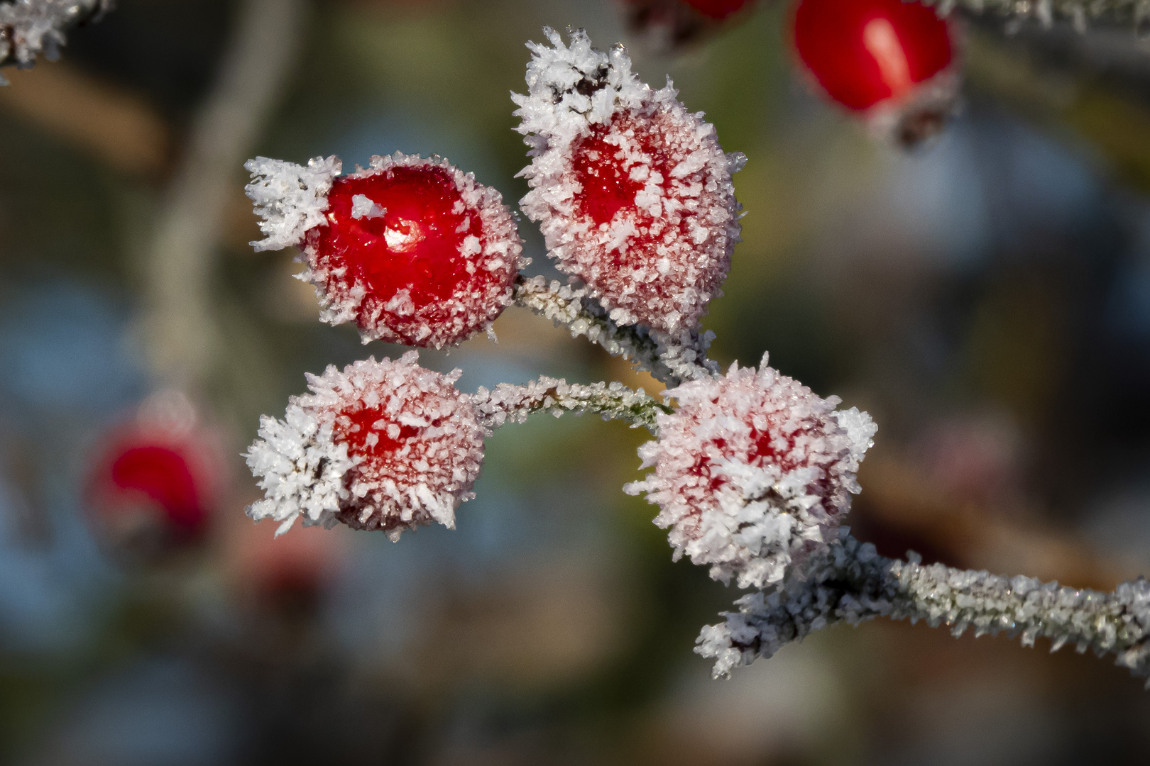 Auch Frost kann schön sein 