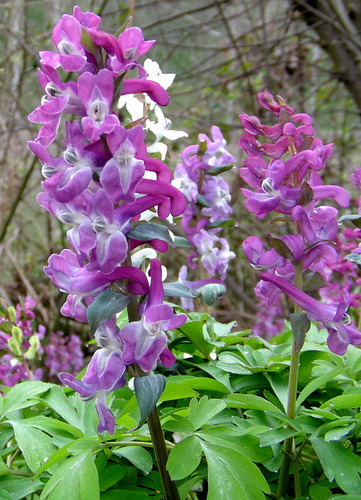 Auch Frühlingsblumen