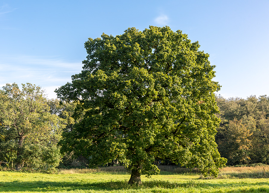 Auch für diesen Baum Foto & Bild | landschaften, baum, laubbaum Bilder
