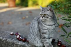 auch für Kitty kommt der Herbst