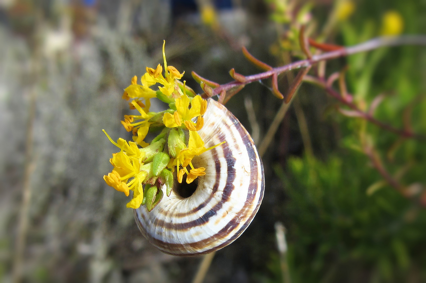 auch Fußgänger besuchen Blüten