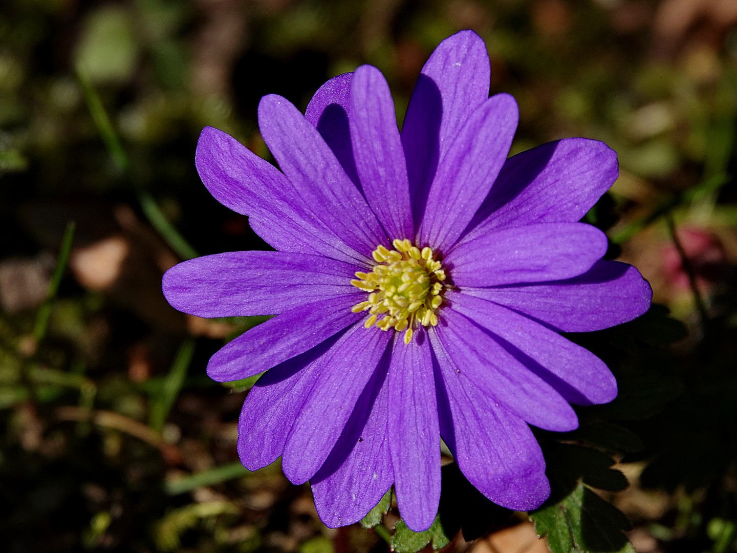 auch ganz nett in violett