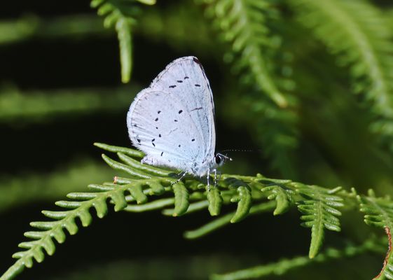 auch Garten-Bläuling genannt