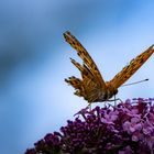 Auch gebrochene Flügel können fliegen