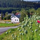 auch gestern auf der straße