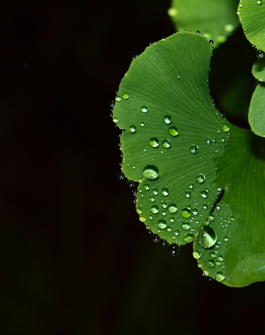 Auch Gingko kann Lotus