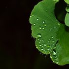 Auch Gingko kann Lotus