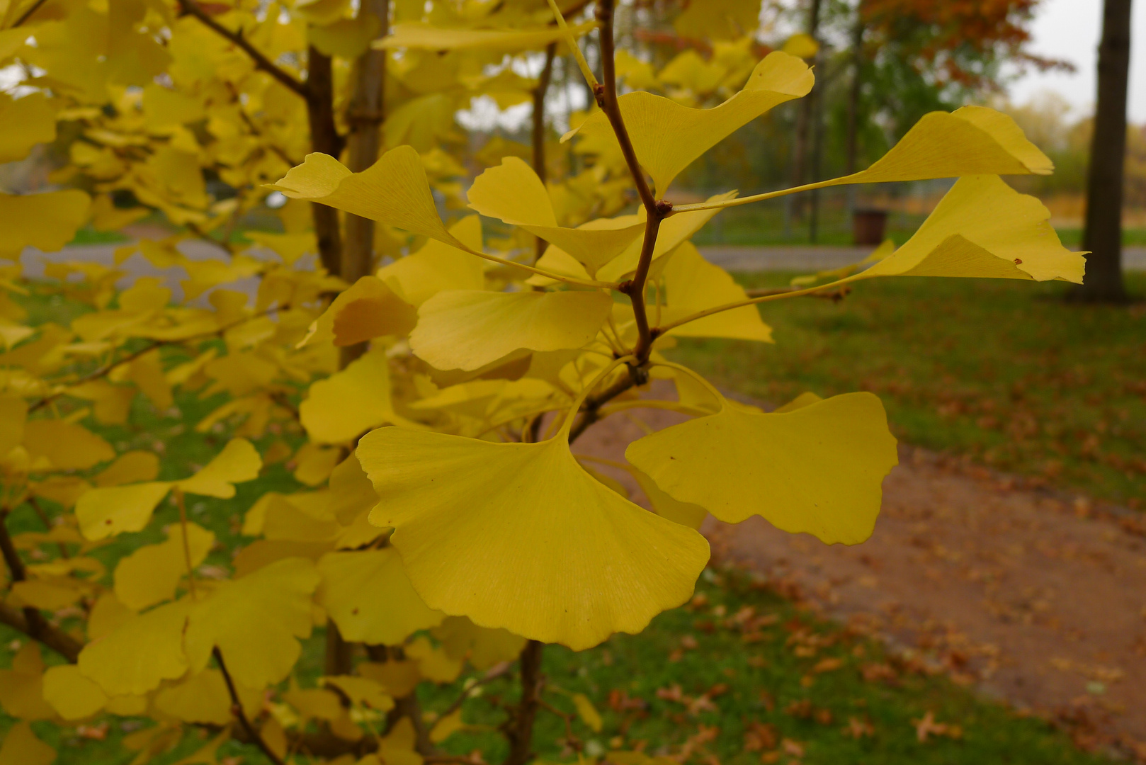 auch Gingkobäume werden gelb