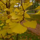 auch Gingkobäume werden gelb