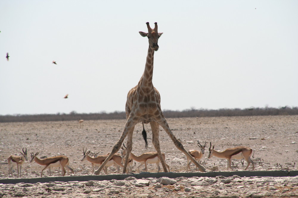 Auch Giraffen haben durst