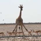 Auch Giraffen haben durst