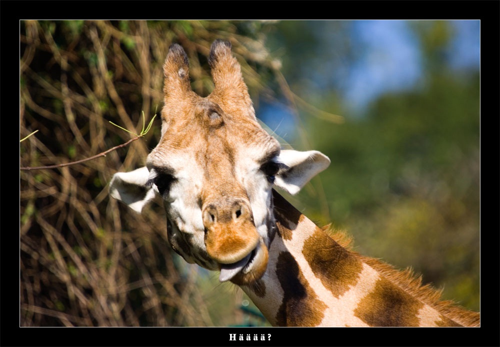 Auch Giraffen können doof schauen