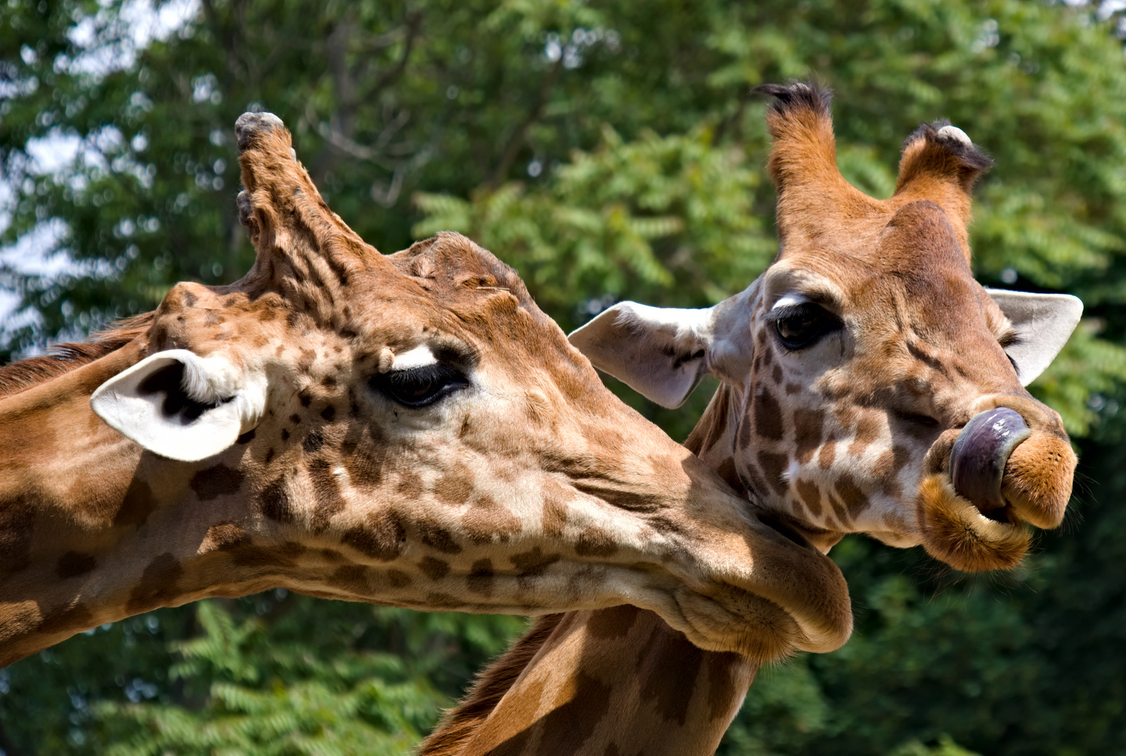 Auch Giraffen möchten mal schmusen