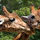 Auch Giraffen möchten mal schmusen