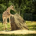 auch Giraffen sind müde